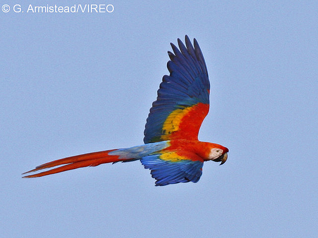Scarlet Macaw a16-10-160.jpg